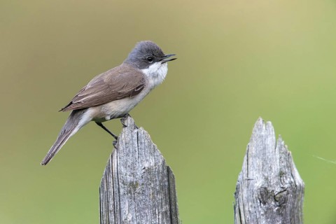 Rattleswarbler, Lesser Whitethroat, Sylvia Curruca, Birds, Garden, Garden Fence, Song, Passeri,