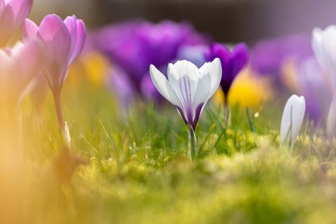 Close-up of white crocuses (Crocus sp.) blooming among violet crocuses in flower garden in late