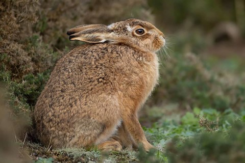 European brown hare (Lepus europaeus) adult animal in grassland, England, United Kingdom