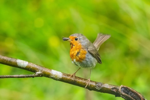European robin (Erithacus rubecula) sitting on a branch, Bavaria, Germany