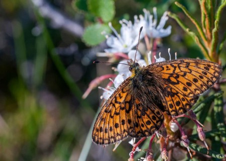 Bog Fritillary, Boloria Eunomia, Finland, Proclossiana eunomia, marginal mother-of-pearl butterfly,