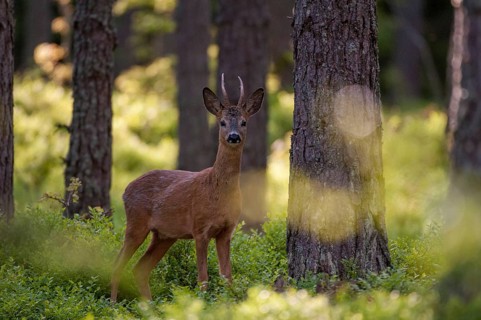 Artiodactyla, Capreolus capreolus, even-toed ungulate, cloven-hoofed, roe deer, Sweden, male,