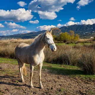 A white horse stands on a pasture against a mountain backdrop under a cloudy sky, Tigaki, Kos,