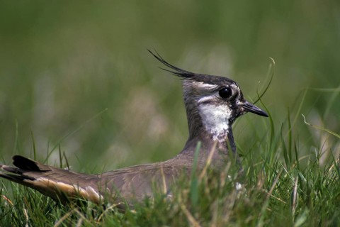Lapwing, Vanellus Vanellus, Bath, Bathe, Birds, Charadriiformes, Limikolen, Plovers, Birds, Waders,