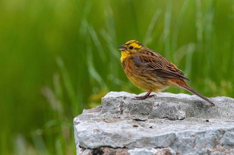Emberiza Citrinella, Yellowhammer, Sweden, Yellowhammer, Birds, Song, Male, Passeri, Singing,