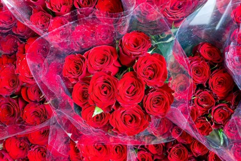 Red roses, Bangkok, Thailand