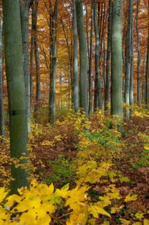 Atmosphere, autumn, tree, beech forest, trees, autumn, high size, portrait, landscape, deciduous