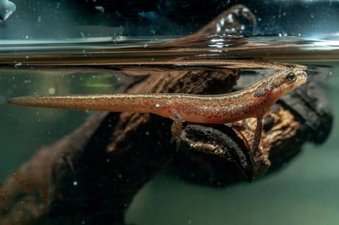 Lissotriton vulgaris meridionalis, Lissotriton vulgaris schreiberi, Schreiber's pond newt, smooth