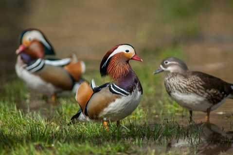 Aix galericulata, mandarin, mandarin duck, anatidae, birds, ducks, ducks, ducks, ducks, female,