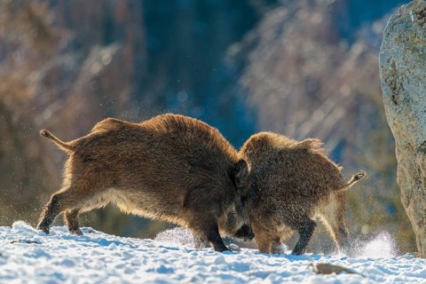 Two young wild boars (Sus scrofa) wrestle with each other in the backlight of the sun in a clearing