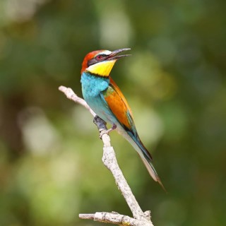 European bee-eater (Merops apiaster) sitting on a branch, Lake Neusiedl, Burgenland, Austria