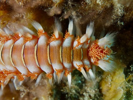 Close-up of a colourful bristle worm, the fire bristle worm (Hermodice carunculata), at the El