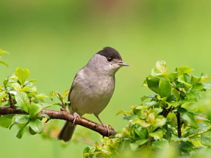 Blackcap (Sylvia atricapilla), male sitting on a blackthorn branch (Prunus spinosa) Solms, Hesse,