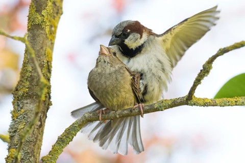 A pair of house sparrows (Passer domesticus) mating on a branch, Hesse, Germany