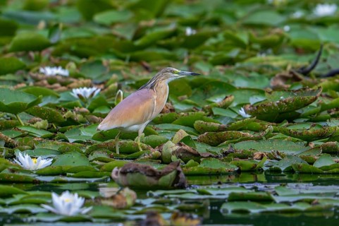 Squacco heron (Ardeola ralloides) adult in breeding plumage resting on water lily pads covering