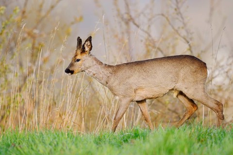 European roe deer (Capreolus capreolus), a roebuck with velvet antlers in spring, North