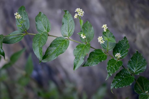 Asclepiadoideae, swallowwort, milkweed, vincetoxicum hirundinaria, white swallowwort, flora,