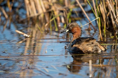 Granelli, Italy, Pantano Cuba Lagoon, Littele Grebe, Pantani Cuba and Longarini, Tachybaptus