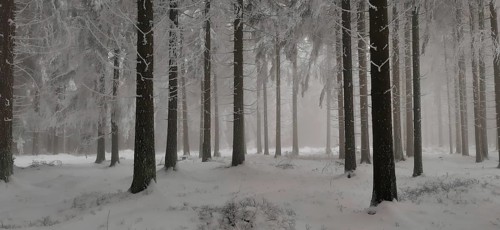Tall trees in a snowy winter forest create a quiet atmosphere, hiking in winter, Rennsteig,
