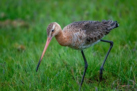 Black-tailed godwit, limosa limosa, Sweden, shore-tailed godwit, birds, charadriiformes, limikolen,