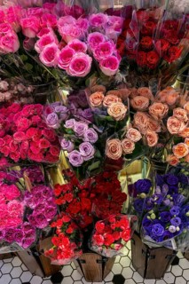 Roses, Bangkok, Thailand