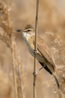 Acrocephalus Arundinaceus, Brandenburg, Germany, Reed Warbler, Nabu, Nabu Project, National Natural