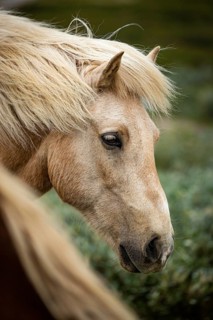Close-up of blond horse head with thoughtful look, Norwegian fjord horses, in tundra, landscape,