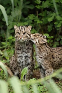 Two wildcats in a green setting are showing affection. One is sniffing the other, surrounded by