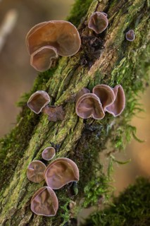 Auricularia auricula judae, auricularia sambucina, black fungus, Chinese morel, hirneola auricula