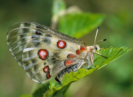 Apollo butterfly, Parnassius Apollo, Slovenia, Triglav National Park, prey, butterfly, capture,
