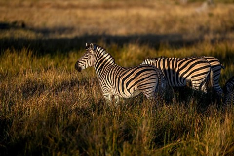 Plains zebras (Equus quagga) near Atzaró Camp, Okavango Delta, North-West District, Botswana