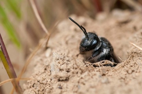 Andrena agilissima, apidae, bees, blue iridescent earth bee, blue iridescent sand bee, blue-black