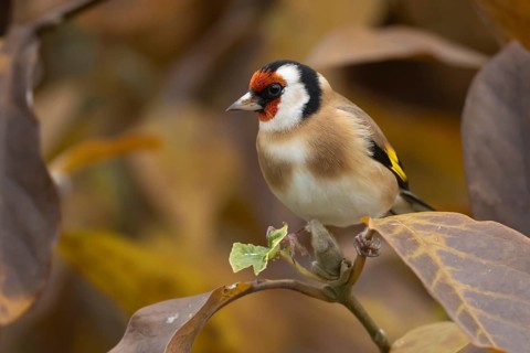 European goldfinch (Carduelis carduelis) adult garden bird on a magnolia tree with autumn colour