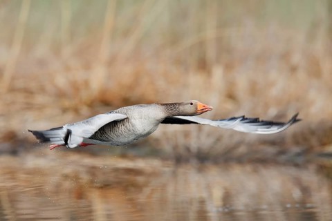 Greylag goose (Anser anser), flying, North Rhine-Westphalia, Germany