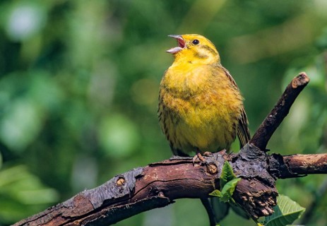 Emberiza Citrinella, Yellowhammer, Yellowhammer, Birds, Song, Leo, Male, Passeri, Singing,