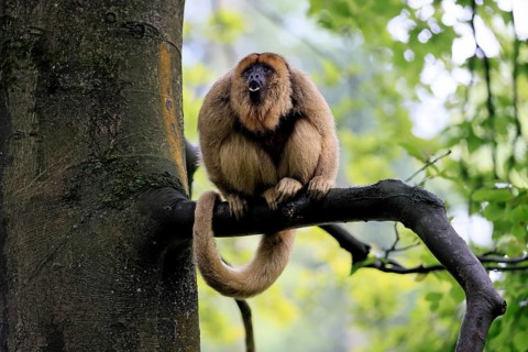 Black howler monkey (Alouatta caraya), adult, female, tree, sitting, calling, South America