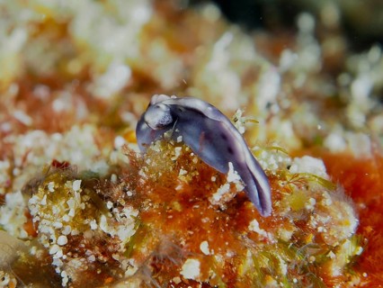 Small purple nudibranch, Spotted Thuridilla, Juice-sucker (Thuridilla vataae), on a red coral reef,