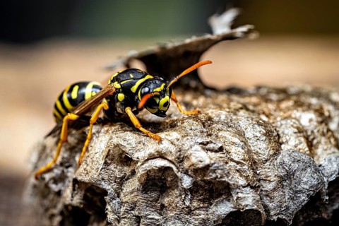 A single wasp perched on a wasp nest, shown in close-up. Field wasps on their abandoned nest near