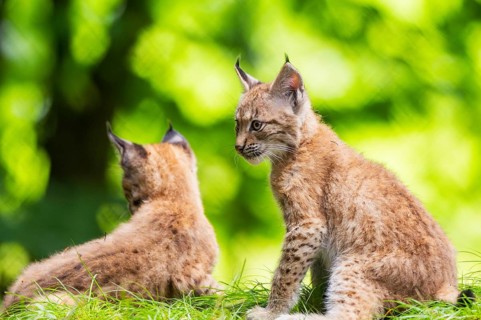 Eurasian lynx (Lynx lynx) youngsters (cubs) in a forest, Bavaria, Germany