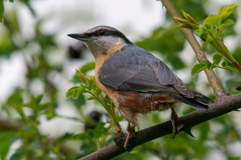 Nuthatch, Sitta Europaea, Birds, Passeri, Songbirds, Birds