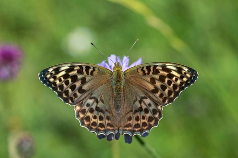 Argynnis paphia, imperial mantle, silver-washed fritillary, butterfly, female, insects, butterfly,