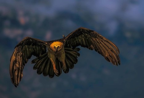 Bearded vulture (Gypaetus barbatus), with outstretched wings as it approaches to land, Pyrenees,