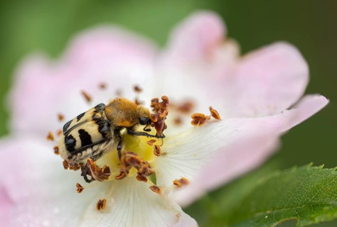 Bee beetle, leaf horn beetle, girdled brush beetle, smooth-brained brush beetle, brush beetle,
