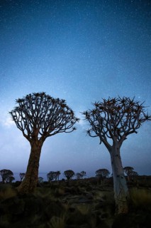 Quiver trees (Aloe dichotoma), night shot with starry sky, quiver tree forest in Garaspark near