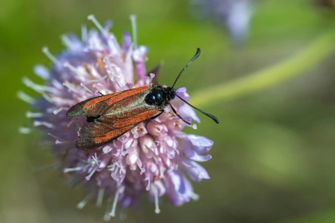 Beaver ram, blood droplet burnet, zygaena minos, blood droplets, butterfly, insects, moths, moths,