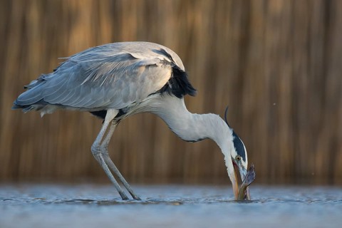 Grey Heron (Ardea cinerea) with fish prey in beak, Pusztaszer, Hungary