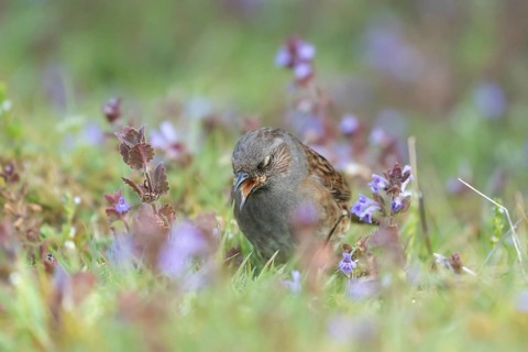 Dunnock or Hedge sparrow (Prunella modularis) adult garden bird feeding amongst Bugle (Ajuga