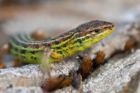 Psammodromus hispanicus, Spanish sandstrider, Spanish psammodromus, Spanish sand racer, critters,