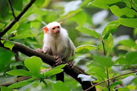 Silver marmoset (Mico argentatus, syn.: Callithrix argentata), silver marmoset, adult, perched on a