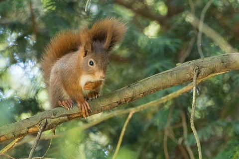 A squirrel (Sciurus vulgaris) skilfully balancing on a branch surrounded by dense foliage, Hesse,